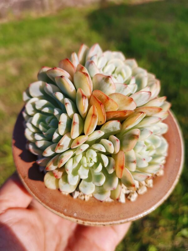 Echeveria Pink Minima variegata cluster