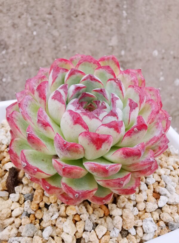 Echeveria Purple Sunflower – Image 2