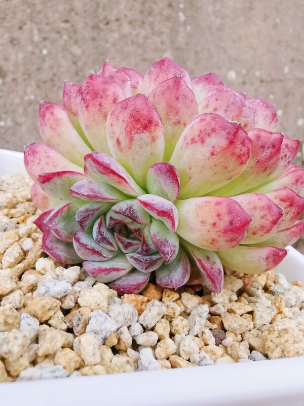 Echeveria Purple Sunflower – Image 3