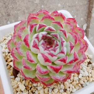 Echeveria Purple Sunflower