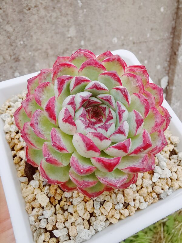 Echeveria Purple Sunflower