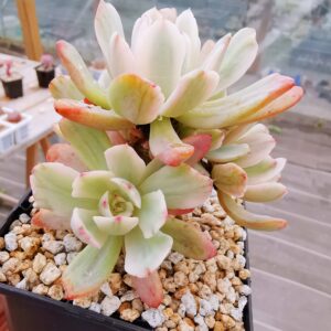 Echeveria Hoveyi Var cluster