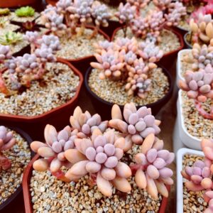Pachyphytum Pink Lover cluster vieux tronc