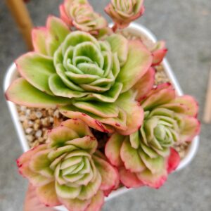 Echeveria Ice Rose Variagata Cluster