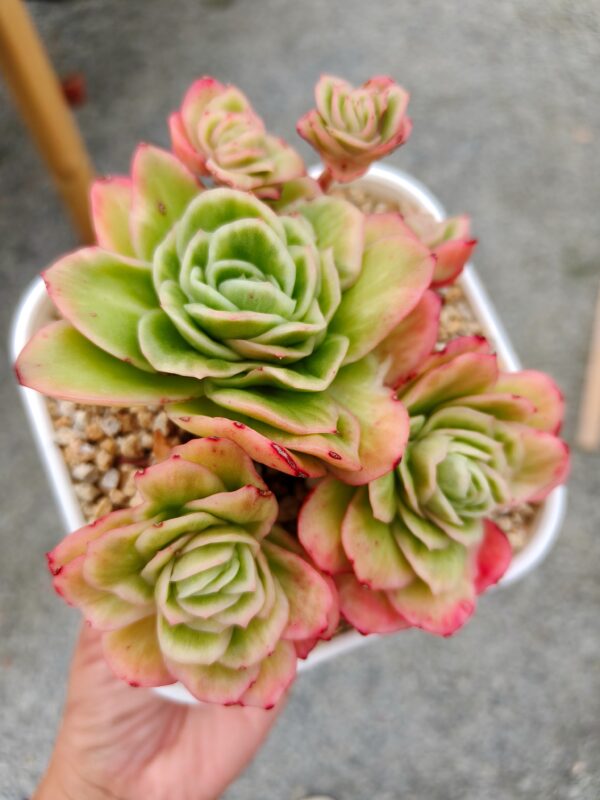 Echeveria Ice Rose Variagata Cluster