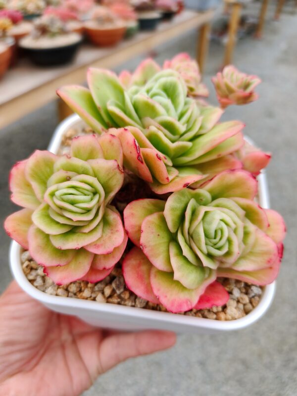 Echeveria Ice Rose Variagata Cluster – Image 2