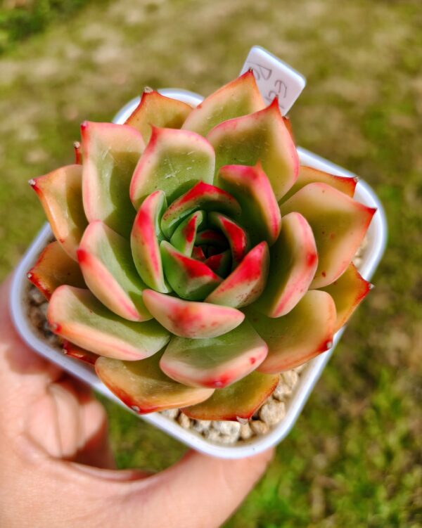Echeveria Peach Blossom variegata – Image 3