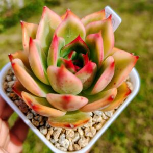 Echeveria Peach Blossom variegata