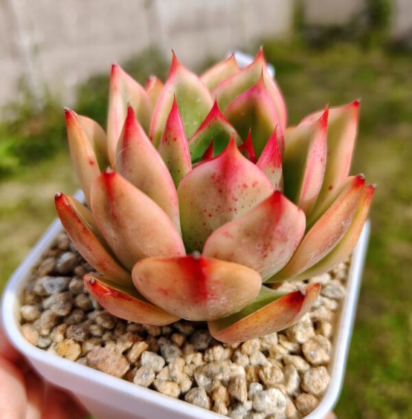 Echeveria Peach Blossom variegata – Image 2