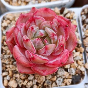 Echeveria Night Love