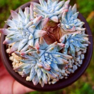 Dudleya Gnoma cluster