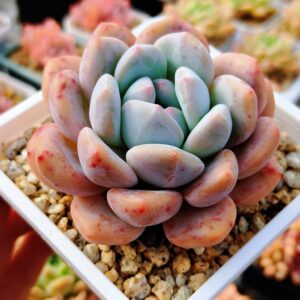 Echeveria Yeti