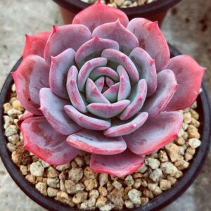 Echeveria Fairy Flavor