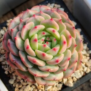 Echeveria Pinky Snowberry
