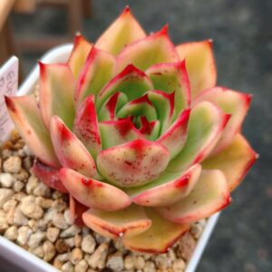 Echeveria Peach Blossom variegata