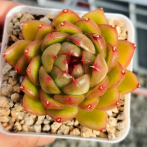 Echeveria Candy Jane