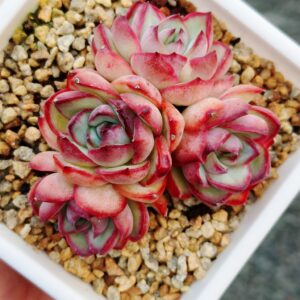 Echeveria Chubby Bunny Cluster