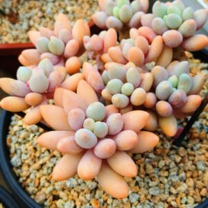 Pachyphytum Pink Lover cluster vieux tronc