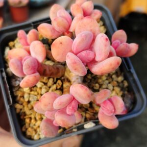 Echeveria Cinderella