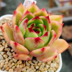 Echeveria Peach Blossom variegata