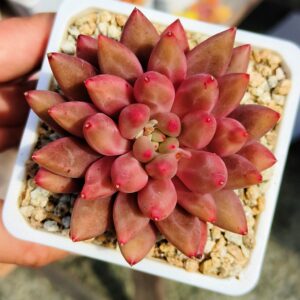 Pachyphytum Red Dragonfly