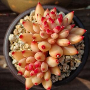 Pachyphytum Yanzi double tête