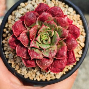 Echeveria Rosima Raindrop / Longissima var Bumps