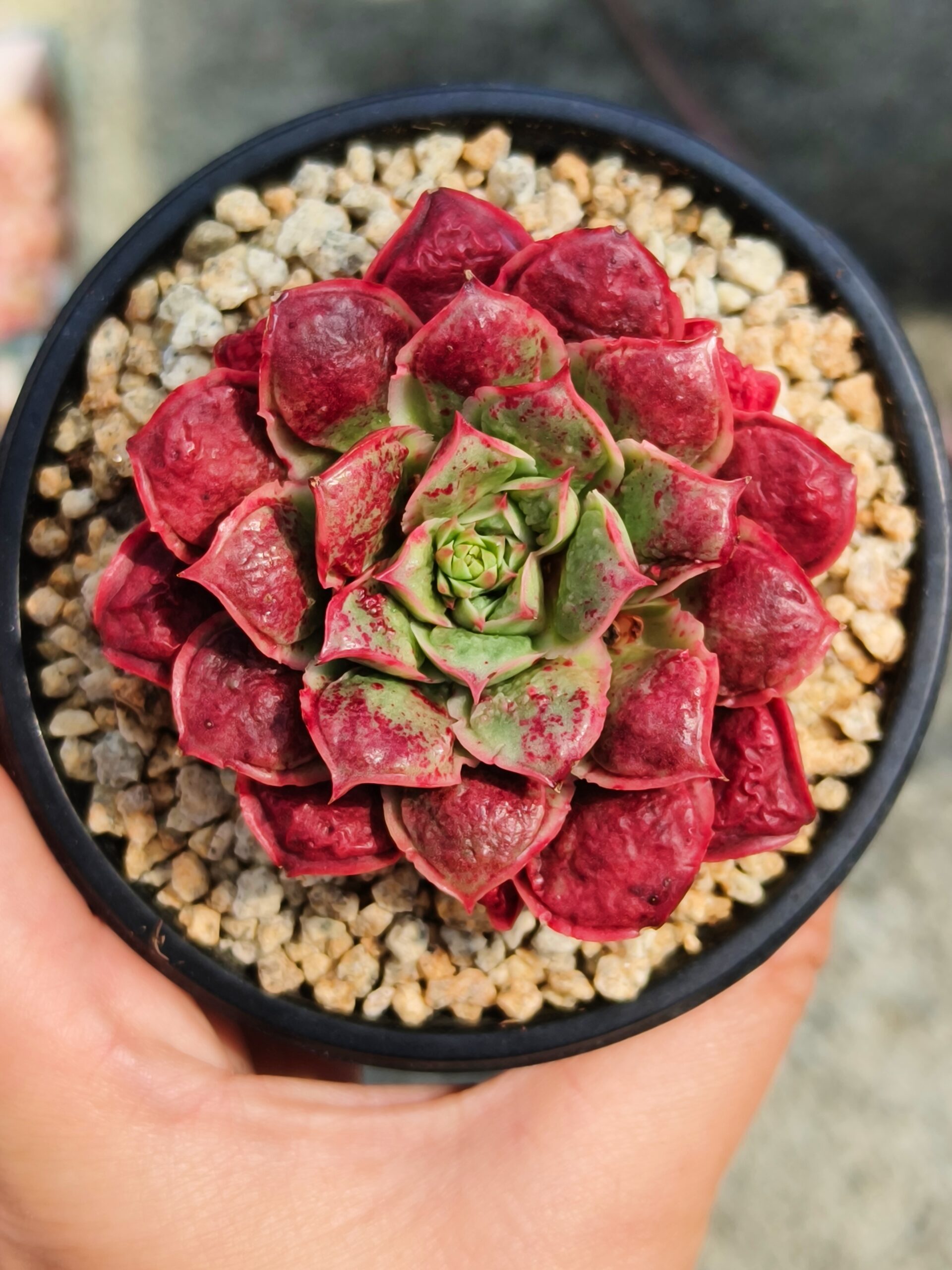 Echeveria Rosima Raindrop / Longissima var Bumps