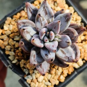 Echeveria Unguiculata