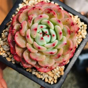 Echeveria Pinky Snowberry