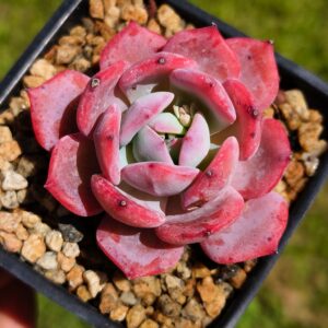 Echeveria Fairy Flavor