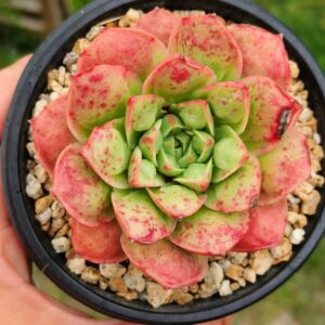 Echeveria Rosima Raindrop / Longissima var Bumps