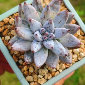 Echeveria Unguiculata