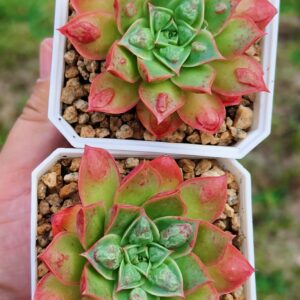 Echeveria Rosima Raindrop / Longissima var Bumps