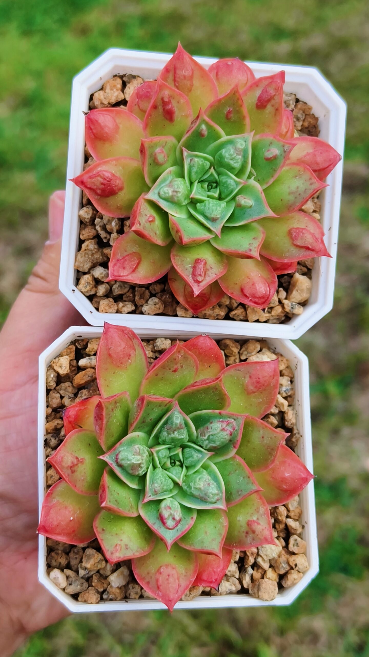 Echeveria Rosima Raindrop / Longissima var Bumps
