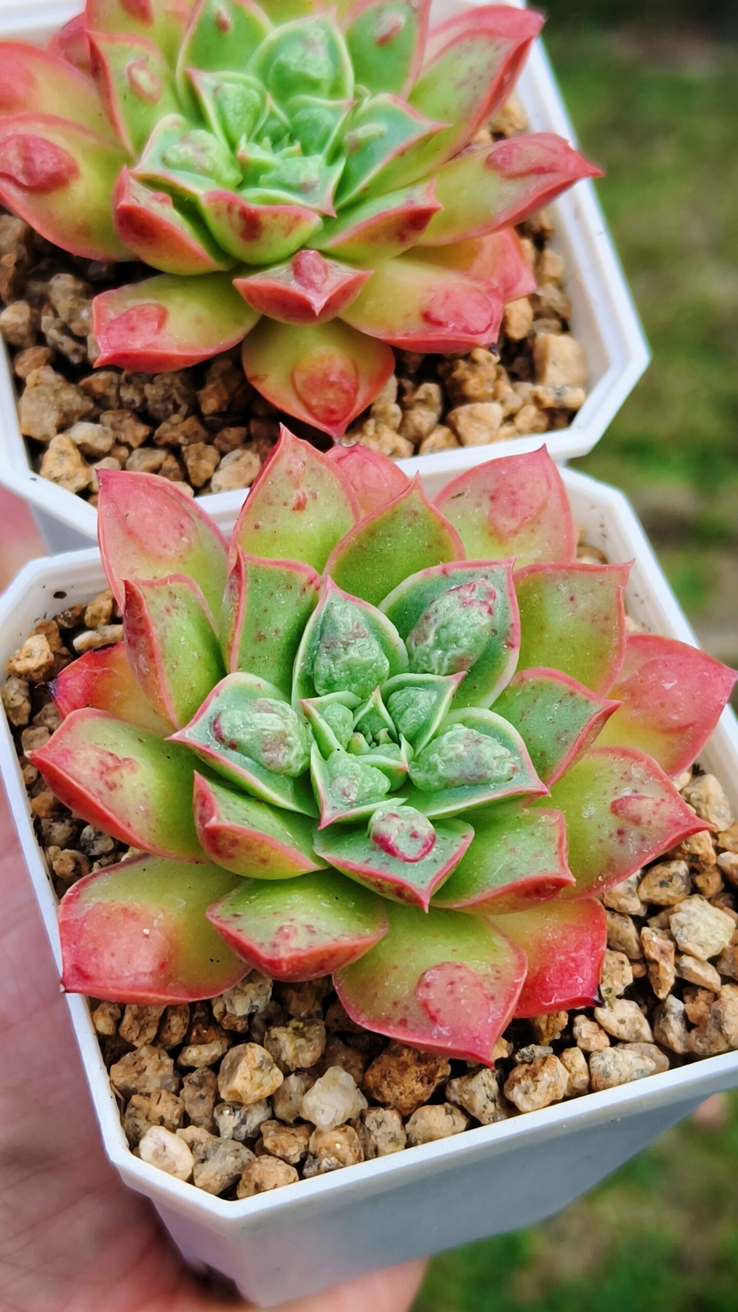 Echeveria Rosima Raindrop / Longissima var Bumps – Image 2