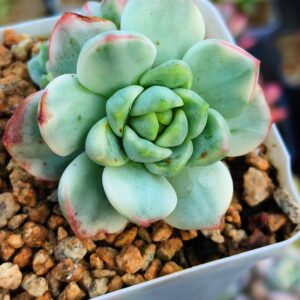 x Sedeveria Pudgye variegata