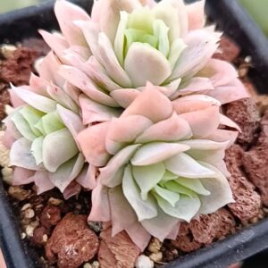Echeveria Rose Queen Cluster variegata