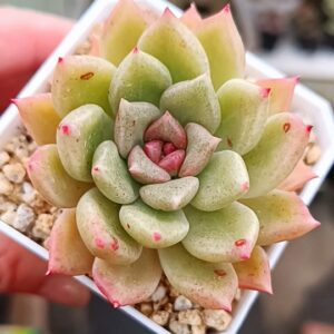 Echeveria Arzee