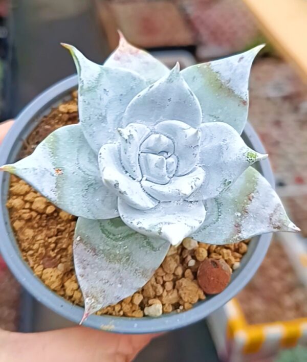 Dudleya Pulverulenta