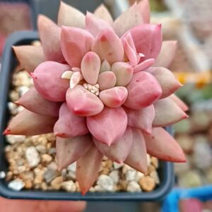 Pachyphytum Red Dragonfly S