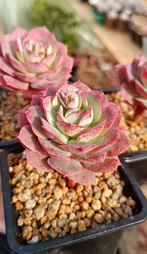 Echeveria Claudia Rose