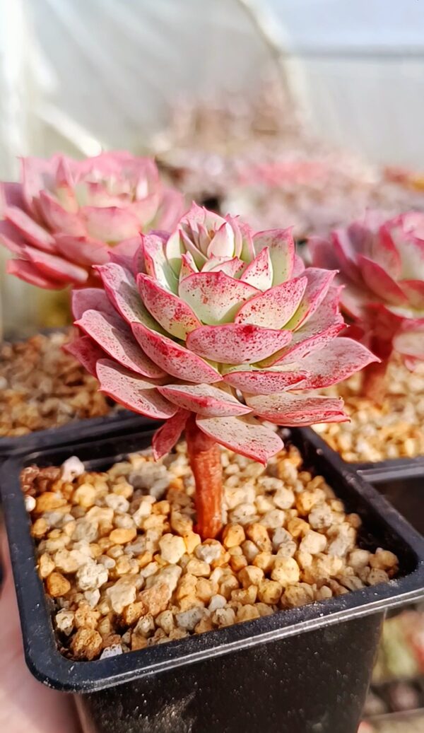 Echeveria Claudia Rose – Image 2