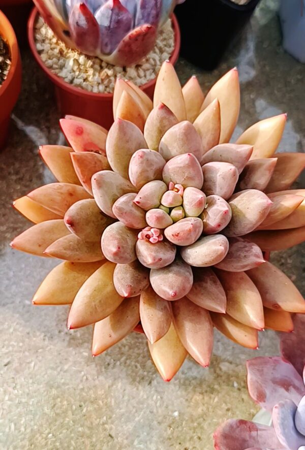 Pachyphytum Red Dragonfly XL