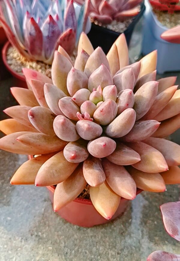 Pachyphytum Red Dragonfly XL – Image 2