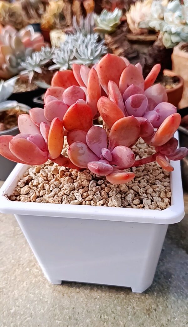 Echeveria Cinderella – Image 3