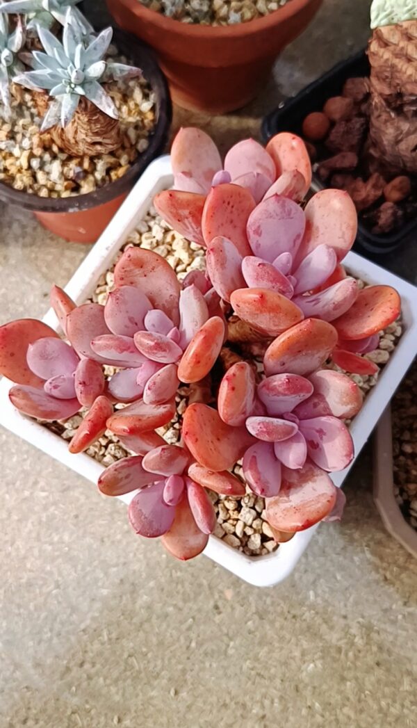 Echeveria Cinderella – Image 2