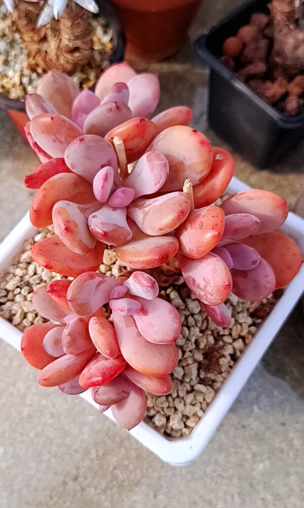 Echeveria Cinderella
