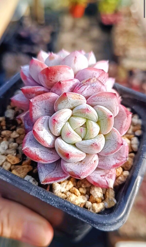 Echeveria Wherther double tête – Image 2