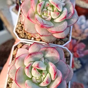 x Sedeveria Pudgye variegata